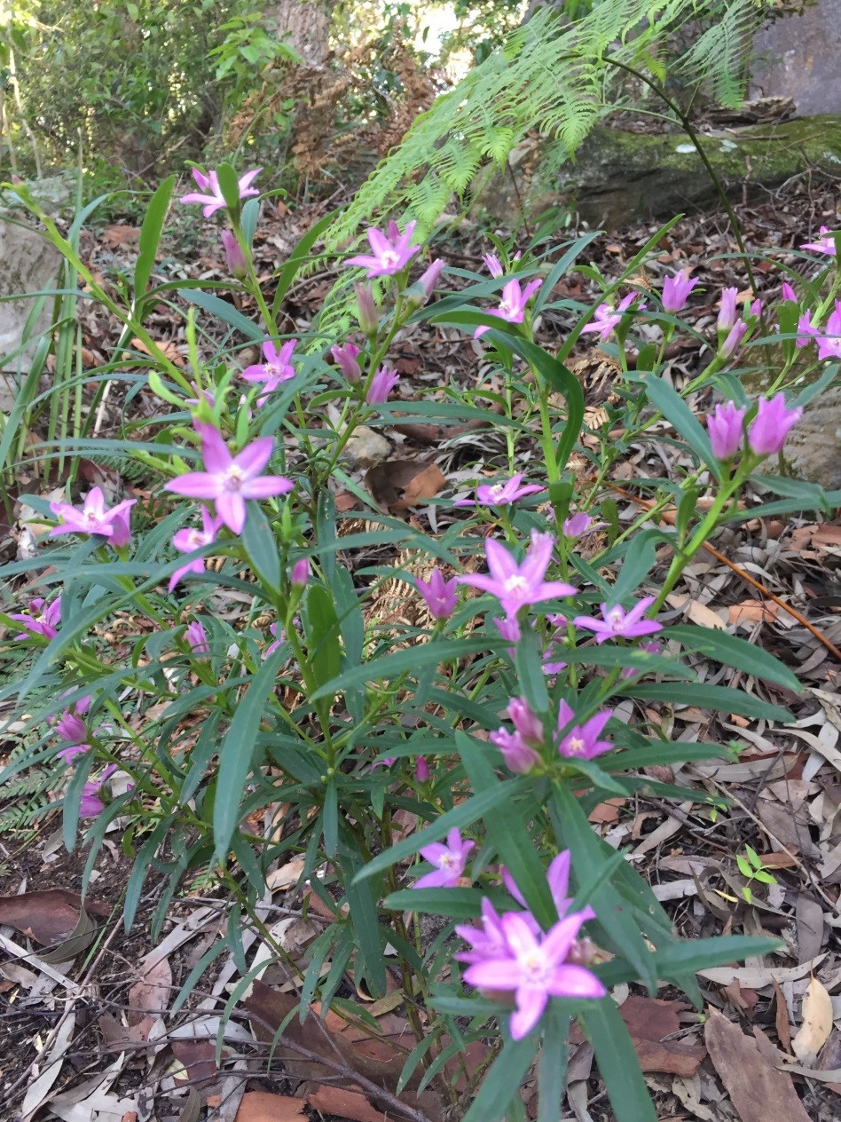 Bushwalk Warraroon Reserve to Tambourine Bay Lane Cove Bushland
