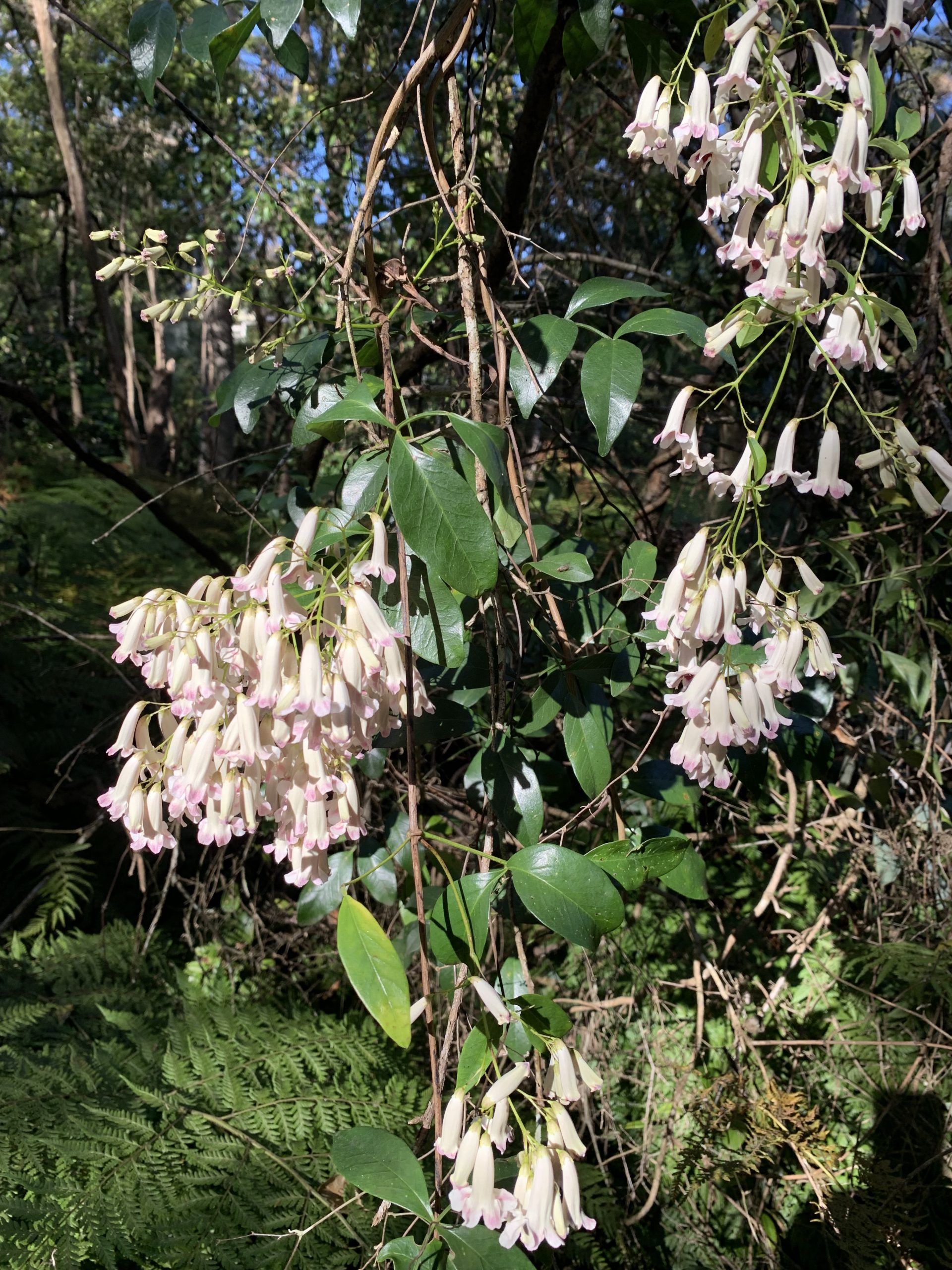 Bushwalk Warraroon Reserve to Tambourine Bay Lane Cove Bushland